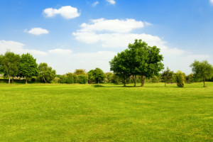 grass field with trees
